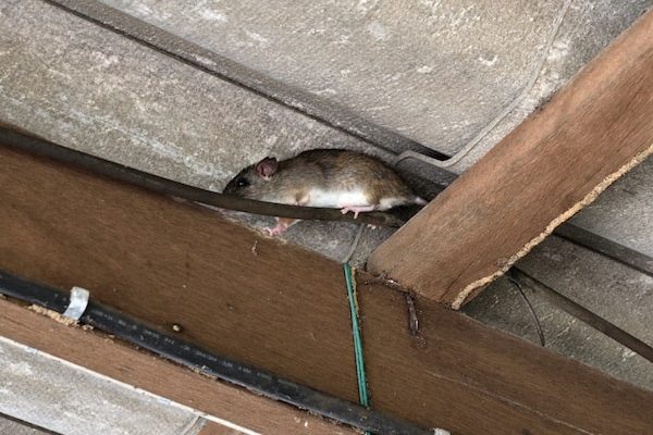 Rat-in-roof